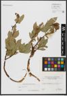 Foto von Salix hastata L.